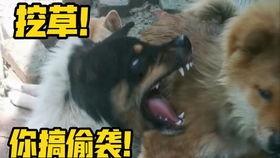 铁头爆料原视频,揭秘原视频背后的惊人真相  第3张